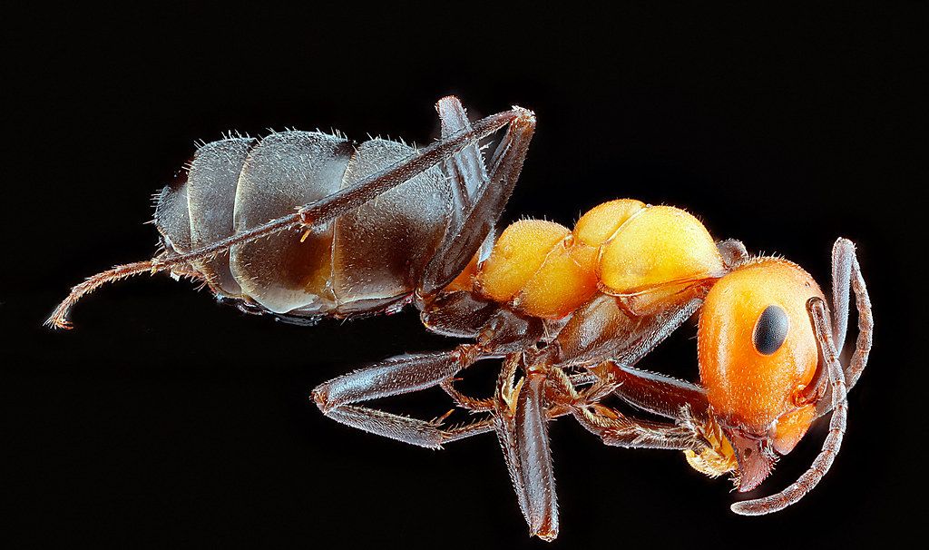 Ant Control service in Warner Robins, GA