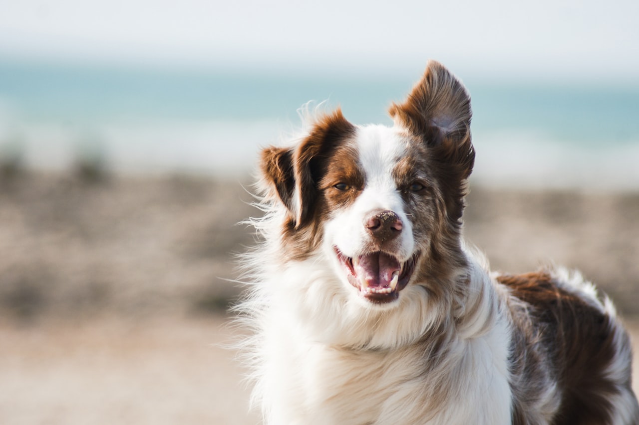 Flea & Tick Control service in Warner Robins, GA