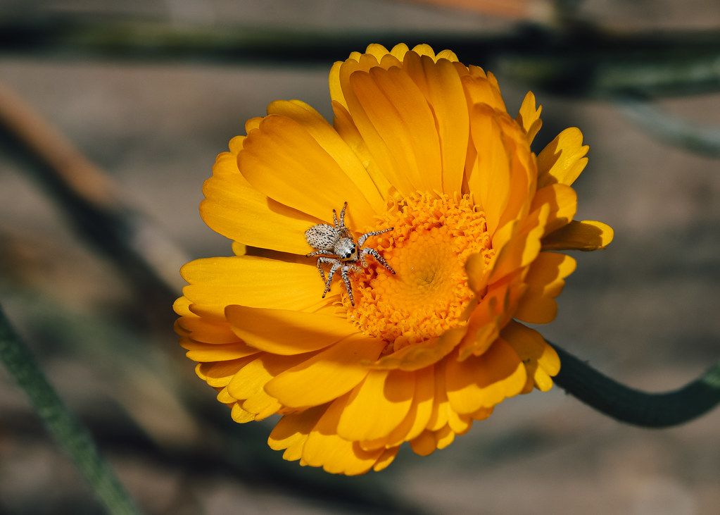 Spider Control service in Warner Robins, GA